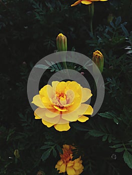 Yellow flower, Yellow Zinnia Flower