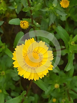 Yellow flower yol