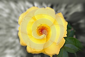 Yellow flower with zoom