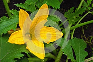 The yellow flower of the zucchini in the garden