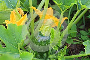 The yellow flower of the zucchini and green fruit ripens