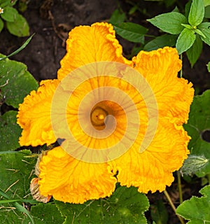 Yellow flower of zucchini with green leaves in the garden