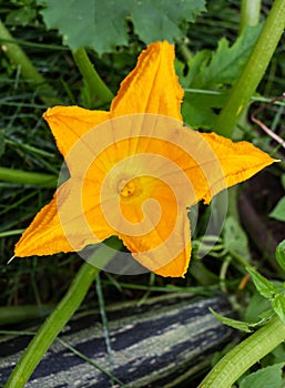 Yellow flower of zucchini with green leaves in the garden