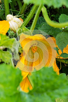 Yellow flower of zucchini with green leaves in the garden