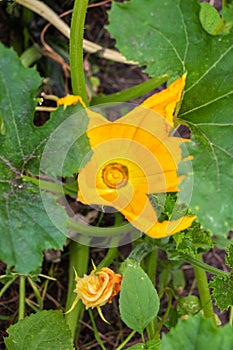 Yellow flower of zucchini with green leaves in the garden