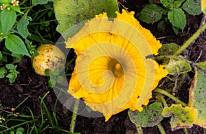 Yellow flower of zucchini with green leaves in the garden