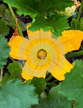 Yellow flower of zucchini with green leaves in the garden