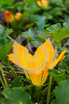 Yellow flower of zucchini with green leaves in the garden