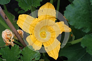 Yellow flower of the zucchini plant that only flowers shortly