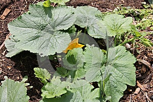 Yellow flower zucchini plants growing in greenhouse in the garden