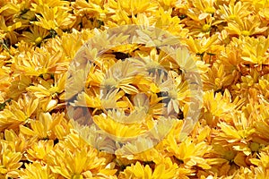 Yellow Flowerbed