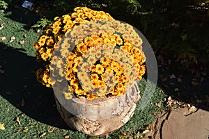 Yellow flowerbed from beautiful chrysanthemums at autumn day