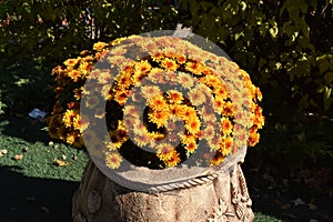 Yellow flowerbed from beautiful chrysanthemums at autumn day. Yellow flowerbed from beautiful chrysanthemums