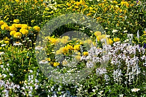 Yellow flowerbed with chrystantemen