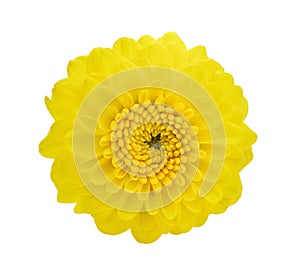 Yellow flowerdahlia isolated on white