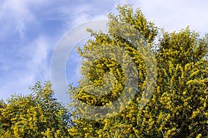 Yellow flowered tree, Morocco