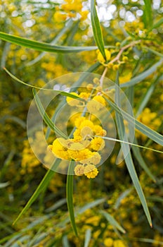 Yellow flowered tree, Morocco