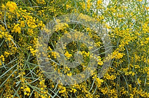 Yellow flowered tree, Morocco