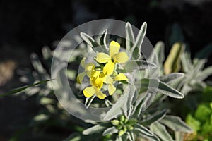 Yellow flowered wild plant Degenia velebitica. Spring bloom in nature. Macro