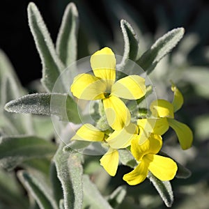 Yellow flowered wild plant Degenia velebitica. Spring bloom in nature. Macro