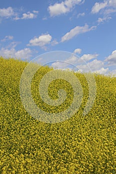 Yellow flowerfield in a view with blue sky and white clouds