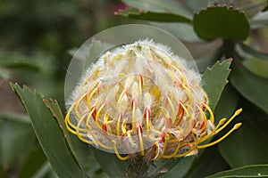 Yellow flowerhead opening of a leucospermum cuneiforme native to south africa photo