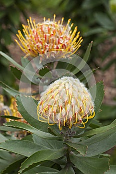 Yellow flowerheads of a leucospermum cuneiforme native to south africa photo