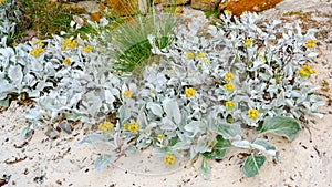 Yellow flowering angel wings or sea cabbage - Senecio candicans - flowering in white sand of beach on New Island, Falkland Islands