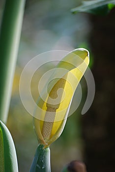 Yellow Flowering Arum Plant