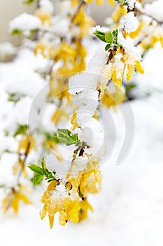 Yellow flowering branch Forsythia is under the snow.