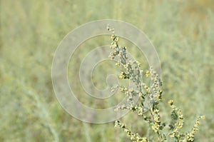 Yellow flowering branch of wormwood on green background.