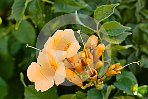 Yellow flowering Campsis radicans or trumpet vine. Spain. photo