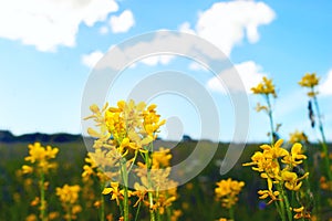 Yellow Flowering Celandines or Chelidonium Majus on a Colorful Meadow, Blue Sky, White Clouds on a Summer Day