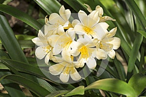 Yellow Flowering Clivia