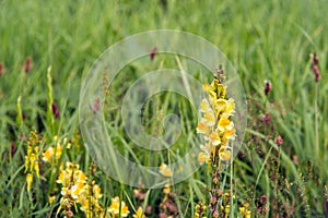 Yellow flowering common toadflax plant in the wild nature from c