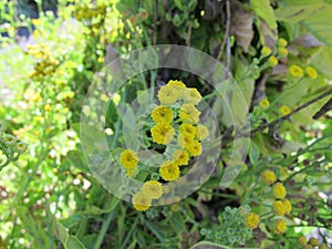 Yellow flowering costmary, Tanacetum balsamita photo