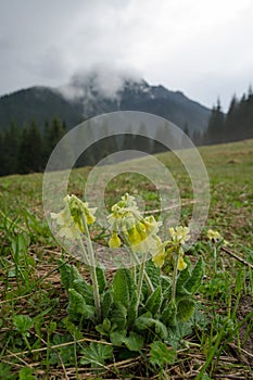 Yellow flowering Cowslip on the meadow in Mala Fatra mountains