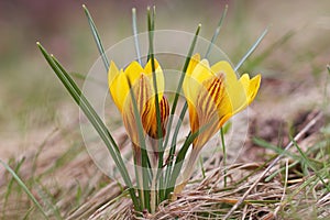 Yellow flowering crocuses with red annealing