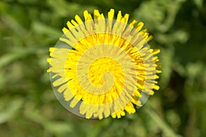 Yellow flowering dandelion on a background of green grass, close up nature abstract background