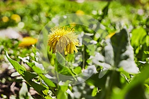 Yellow flowering dandelions in green grass