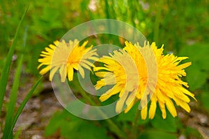 Yellow flowering dandelions in a green meadow