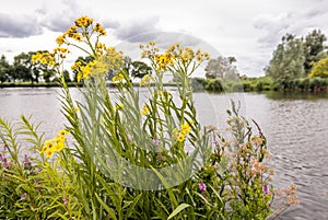 Yellow flowering fen ragwort on the marshy edge of a lake