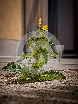 Yellow flowering field milk thistle lokated between paving stone