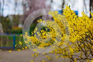 Yellow flowering Forsythia bush in spring. Selective focus. Background with copy space for text