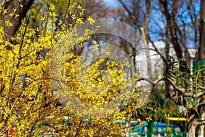 Yellow flowering Forsythia bush in spring. Selective focus. Background with copy space for text