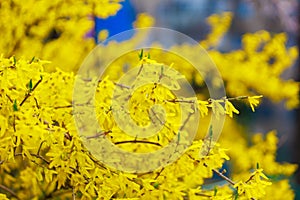 Yellow flowering Forsythia bush in spring. Selective focus. Background with copy space for text