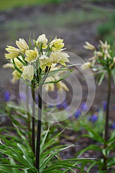 Yellow flowering fritillaria raddeana also known as dwarf crown imperial in garden or park with raindrops. Floral background or