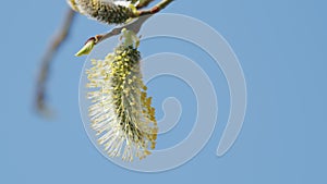 Yellow flowering goat willow with male flowers. Spring tree. Salix caprea.