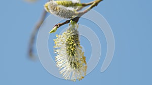 Yellow flowering goat willow with male flowers. Spring tree. Salix caprea.