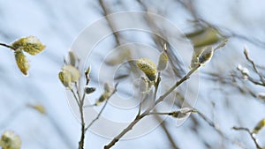 Yellow flowering goat willow with male flowers swaying in the gentle spring breeze.